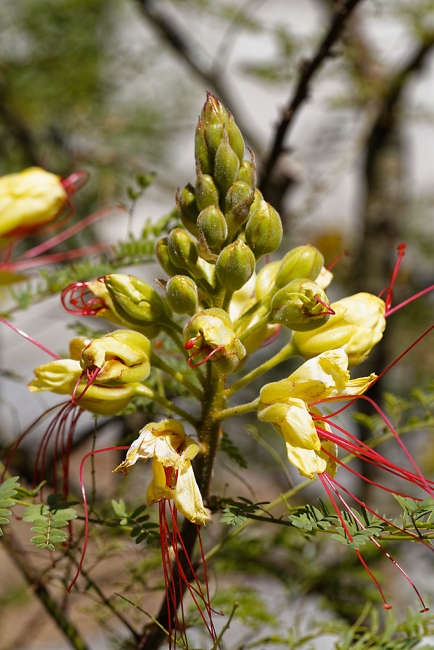 Jardin Botanique de la Bastide-003